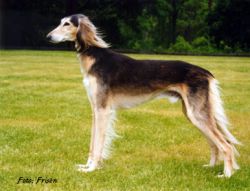 Profile picture of the animal