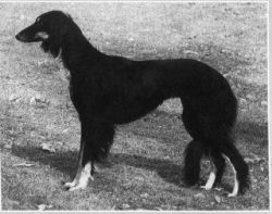 Profile picture of the animal
