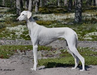 Profile picture of the animal
