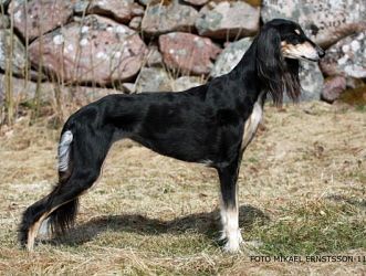 Profile picture of the animal