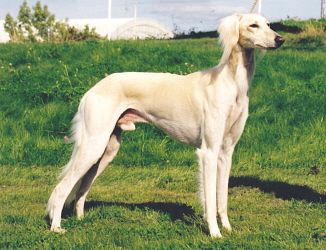 Profile picture of the animal