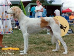 Profile picture of the animal