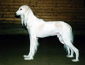 Profile picture of the animal