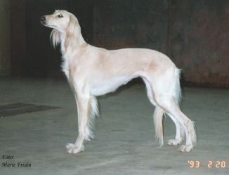 Profile picture of the animal