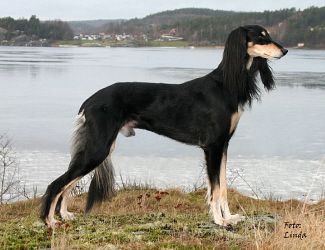 Profile picture of the animal