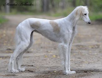 Profile picture of the animal