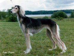 Profile picture of the animal