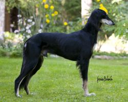 Profile picture of the animal