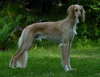 Profile picture of the animal