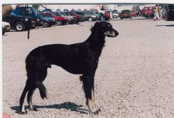 Profile picture of the animal