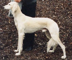 Profile picture of the animal