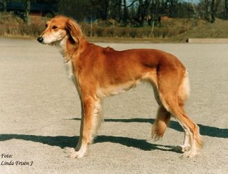 Profile picture of the animal