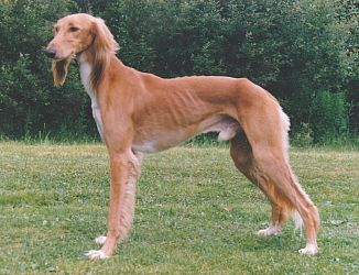 Profile picture of the animal