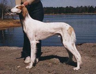 Profile picture of the animal