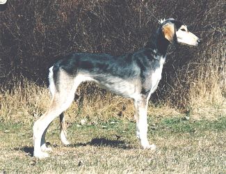 Profile picture of the animal