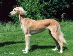 Profile picture of the animal