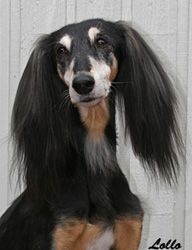 Profile picture of the animal