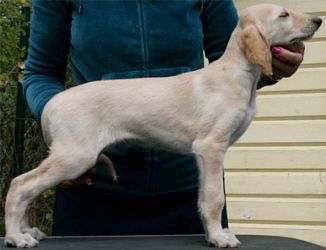 Profile picture of the animal
