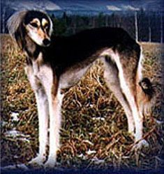 Profile picture of the animal