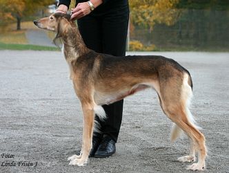 Profile picture of the animal