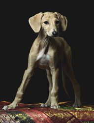 Profile picture of the animal