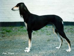Profile picture of the animal
