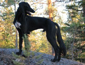 Profile picture of the animal