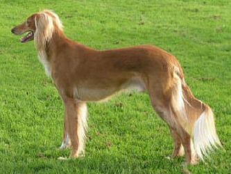 Profile picture of the animal