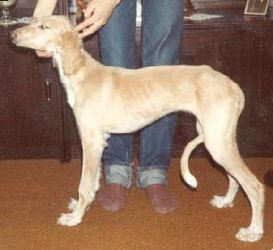 Profile picture of the animal