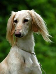 Profile picture of the animal