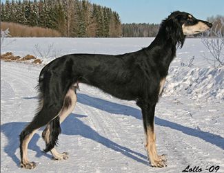 Profile picture of the animal
