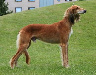 Profile picture of the animal