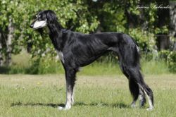 Profile picture of the animal