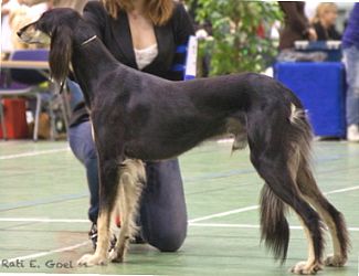 Profile picture of the animal