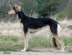 Profile picture of the animal