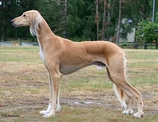 Profile picture of the animal