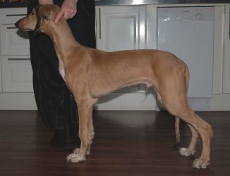 Profile picture of the animal