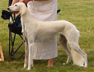 Profile picture of the animal