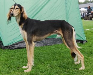 Profile picture of the animal
