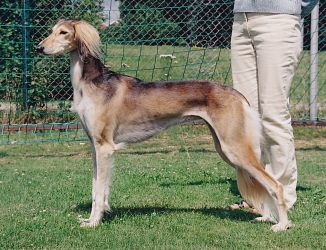 Profile picture of the animal