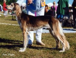 Profile picture of the animal