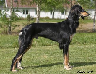 Profile picture of the animal