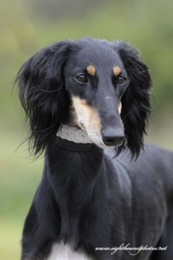 Profile picture of the animal