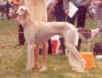 Profile picture of the animal