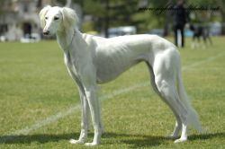 Profile picture of the animal