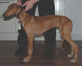 Profile picture of the animal