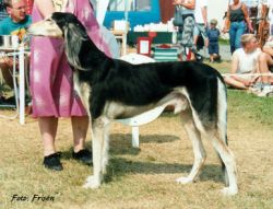 Profile picture of the animal