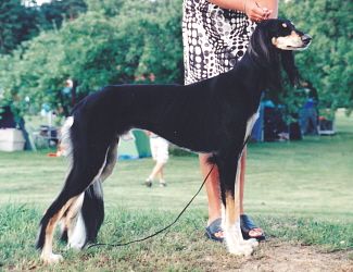 Profile picture of the animal