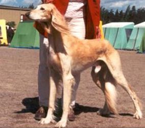 Profile picture of the animal