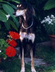 Profile picture of the animal